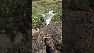 Beyaz Takkalı Yavrum