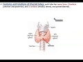 Anatomy of Thyroid and Parathyroid Glands - Dr. Ahmed Farid