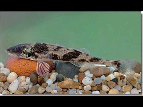 Videó: Hogyan lehet csökkenteni a nem túl magas ammóniaszintet egy akváriumban