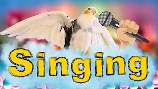 4K Cockatiel singing| تدريب الكوكتيل على الغناء | calopsita cantando #cockatiel #calopsita #parrot by MATI BIRD 929 views 1 month ago 2 hours, 2 minutes