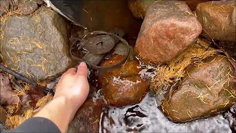 Two sets: 1 Mink and 2 Muskrats