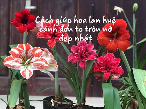 Video: Cắm Cây Amaryllis - Mẹo Hỗ Trợ Cho Hoa Amaryllis