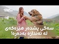 Archive ئەرشیڤ نهێنییەکانی سەگی پشدەر بەهێزترین سەگی کوردستان