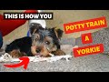 How Should you Potty Train a Yorkshire Terrier? This is the Secret Tips that No one Tells you..