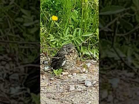 Video: Hur Man Inte Ska Vara Ensam I Denna Stora Värld