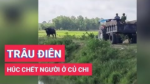 Bắn hạ con trâu nặng 2 tạ húc chết người ở huyện Củ Chi