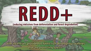 How are scientists working to help protect forests?