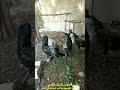 صوت الديك البلدي