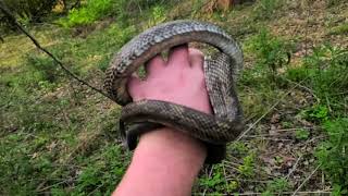 RAT SNAKE IN KENTUCKY 2020