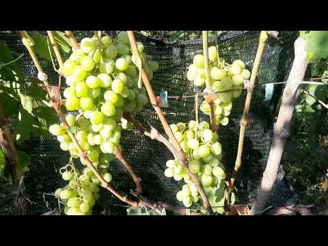 Дарья Крайнова В.