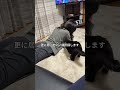 期間限定家猫ふくの日常😸仕事を忘れてのんびり家猫しております😁皆様今年も大変お世話になりました🙇来年も引き続き株式会社日章と『ふくの日常』をよろしくお願いいたします👏#株式会社日章#会社猫