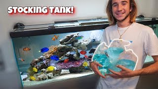 The ULTIMATE Saltwater Tank FISH STOCKING!