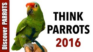 Think Parrots 2016 | Discover PARROTS