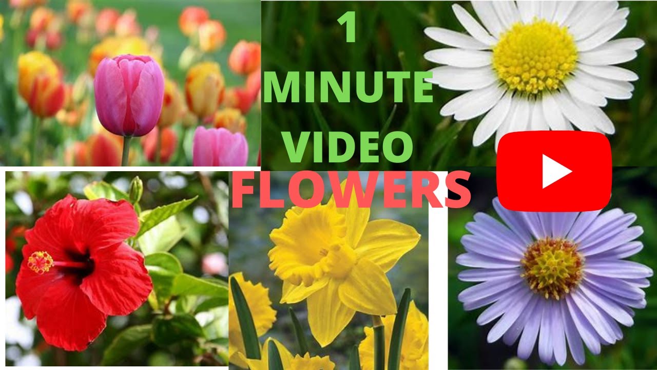 FIVE FLOWERS NAME |FLOWERS NAME IN ENGLISH |AR'S LEARNING - YouTube