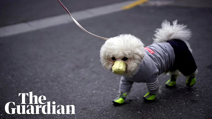 Coronavirus and pets: can my dog or cat spread the disease?