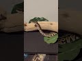 Nami the ball python #ballpython #pet