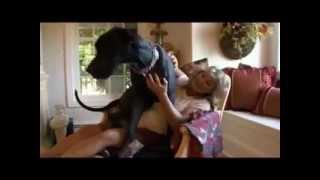 Dogs 101   Great Dane.mp4 by Puppies inchennai 3,021 views 12 years ago 5 minutes, 46 seconds