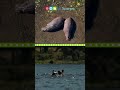 Hippo Facts and Trivia