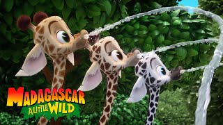 Melman's New Herd | MADAGASCAR A LITTLE WILD