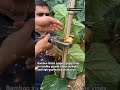 Why Grape Vines Need Bamboo Support 🍇🎋Video #GrapeVine #BambooSupport #Viticulture