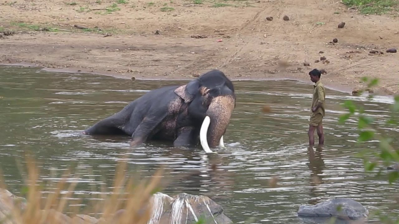 MVI 5785 Tusker being bathed, Mudumalai,290320 