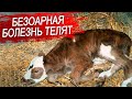 Безоарная болезнь. Болезни молодняка.