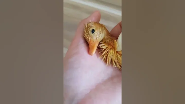Baby duck hatching II Egg hatching