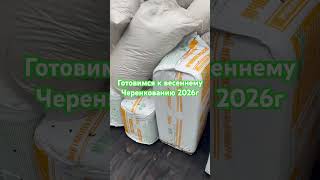 🌲Готовимся к весеннему черенкованию хвойных  растений!!!🌲