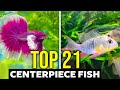 Top 21 centerpiece fish for all aquarium sizes