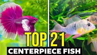 Top 21 Centerpiece Fish (For ALL Aquarium Sizes)