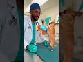 #comedyshorts #funny #pets #dog #viral #foryou