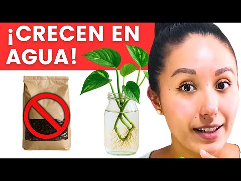 5 Plantas de