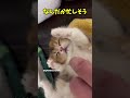 悶絶！可愛すぎる子猫ちゃん😍