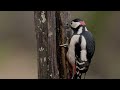 Great spotted woodpecker feeding  wildlife photography  wildlife filmmaking  north devon