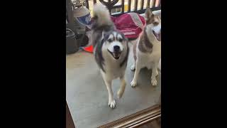 They Are So Happy#Pets #Dog  #Cutedog #Shorts