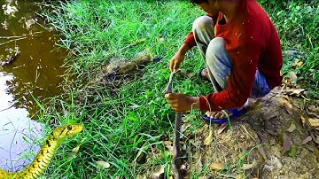 The Brave Man Catch Snake By Hand At In Well