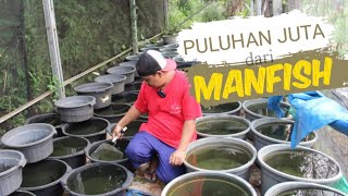 RAUP PULUHAN JUTA DARI IKAN MANFISH || punya keramba ratusan‼️