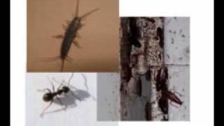Kansas City Pest Control With Catch-It Wildlife & Pest Control