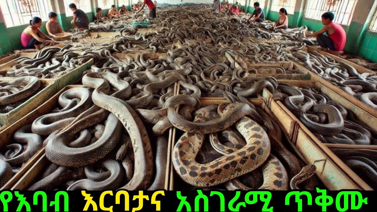 ሚሊዮን ዶላርሮች የሚዘዋወሩበት የ እባብ እርባታ /How Snake Farming Makes MILLIONS Every Year/