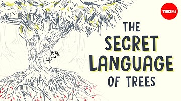 The secret language of trees - Camille Defrenne and Suzanne Simard