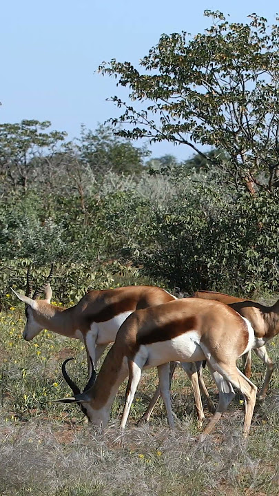 Springbok Antelope in Namibia #shorts