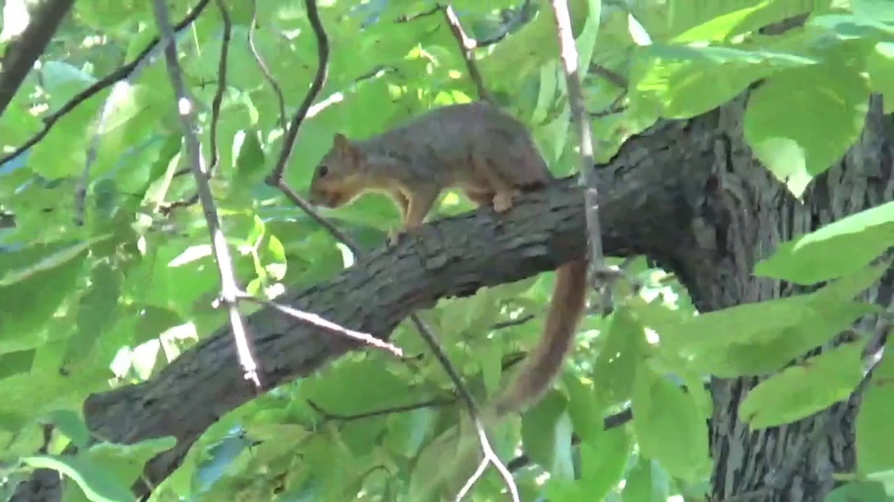 Mounds State Park Indiana Adena Culture Earthworks YouTube