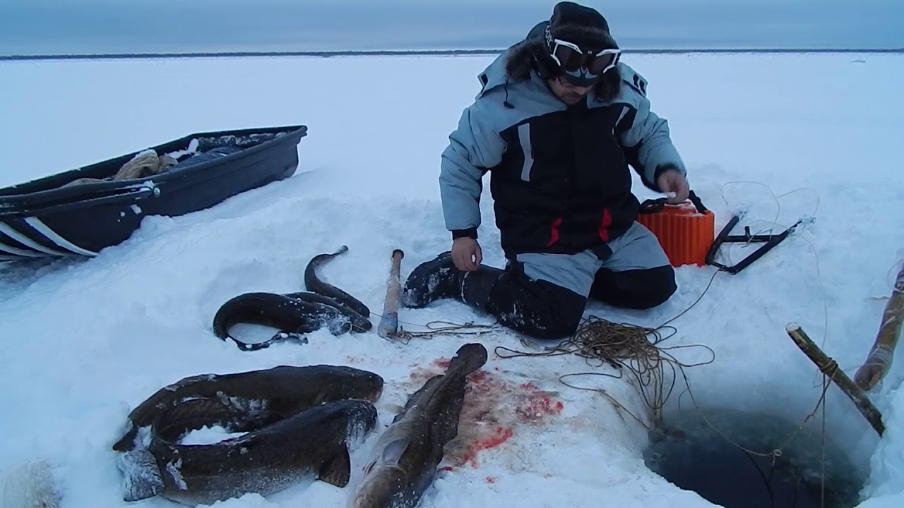 Новинки зимней рыбалки видео. Подледная рыбалка на севере. Зимняя рыбалка на севере. Рыбалка сетями зимой. Рыбалка сетями на севере.