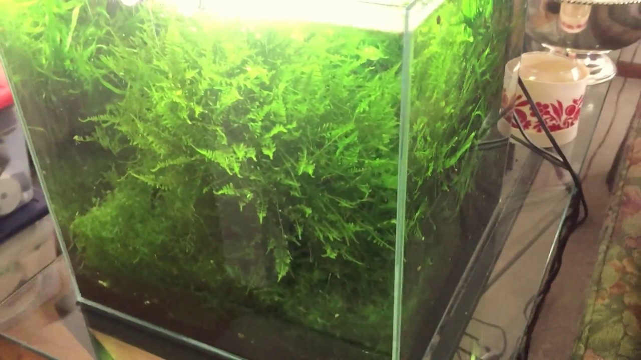 Low maintenance planted aquarium- Part 2: Plants - YouTube