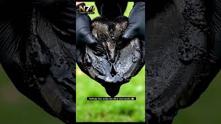 It was dripping on its own when they picked up the hoof 😢⚫Completely clean underneath all that