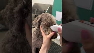 Shaving a matted dog 🫣