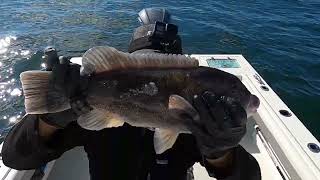 Using Dobber To Catch Black Fishtautog Captain Jays Diary 어느 낚시꾼의 하루
