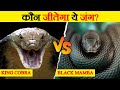 King Cobra और Black Mamba के बीच मुकाबला | King Cobra Vs Black Mamba Fight | Snake Fight