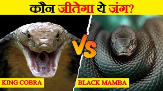 King Cobra और Black Mamba के बीच मुकाबला | King Cobra Vs Black Mamba Fight | Snake Fight screenshot 3