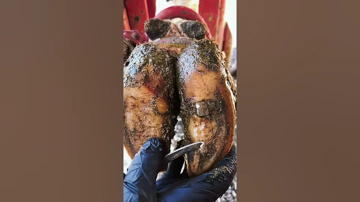 It’s relaxing in a way!!! #thehoofcowboy #cow #hoof #satisfying #relaxing